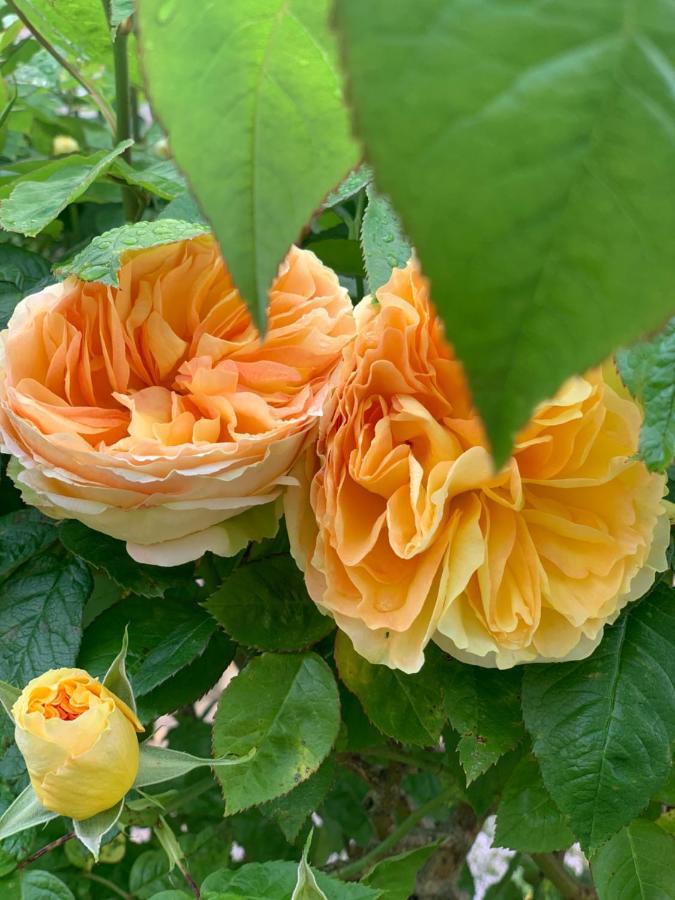 Cote Jardin Bed & Breakfast Sainte-Suzanne  ภายนอก รูปภาพ